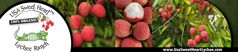 lychee